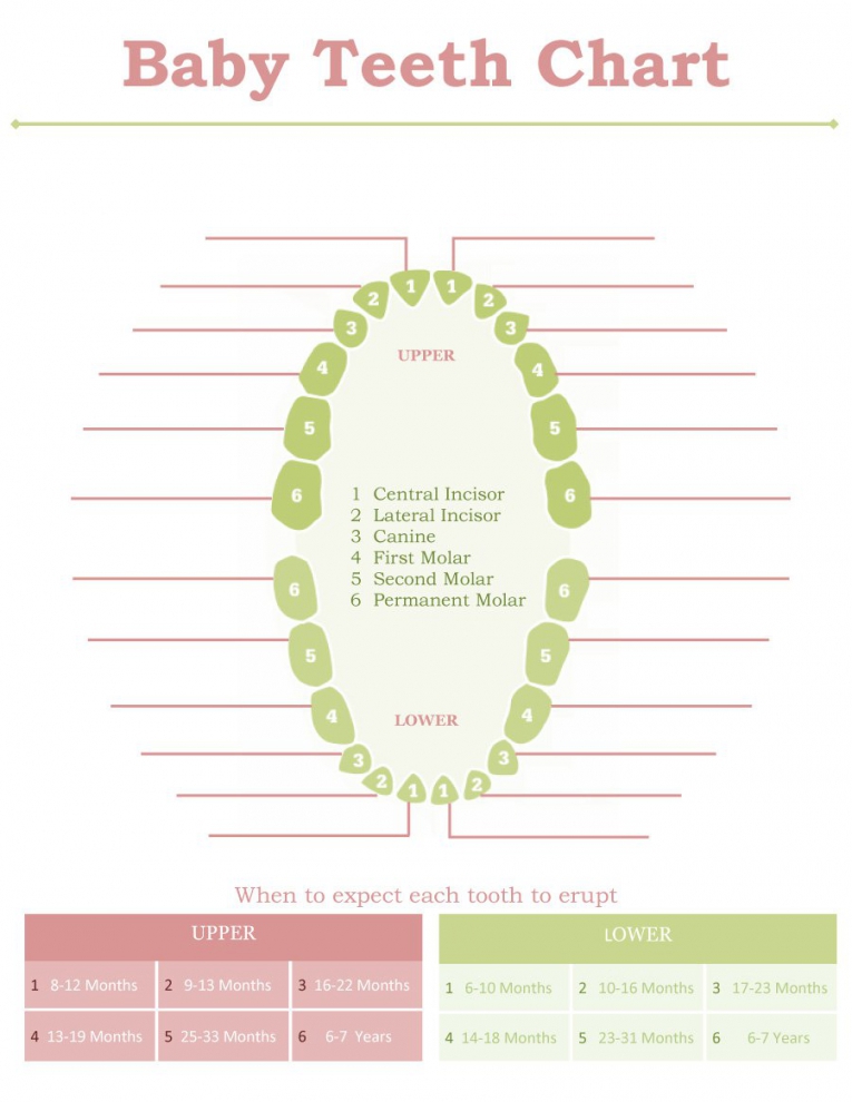 Baby Teeth Chart Printable