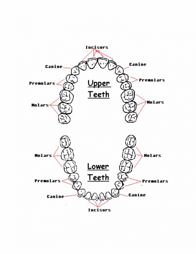 Baby Teeth Letter Chart